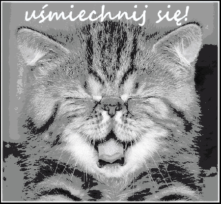 Kotek mruczy uśmiechnij się